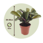 Voir la diapositive 2 : PLANT IN A BOX Plante Dormeuse - Set de 2 - Ctenanthe 'Amagris' - Hauteur 20-30cm - ⌀12cm