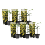 PLANT IN A BOX Fleur de mimosa - Set de 6 - Mimosa dealbata - Hauteur 25-40cm - ⌀9cm
