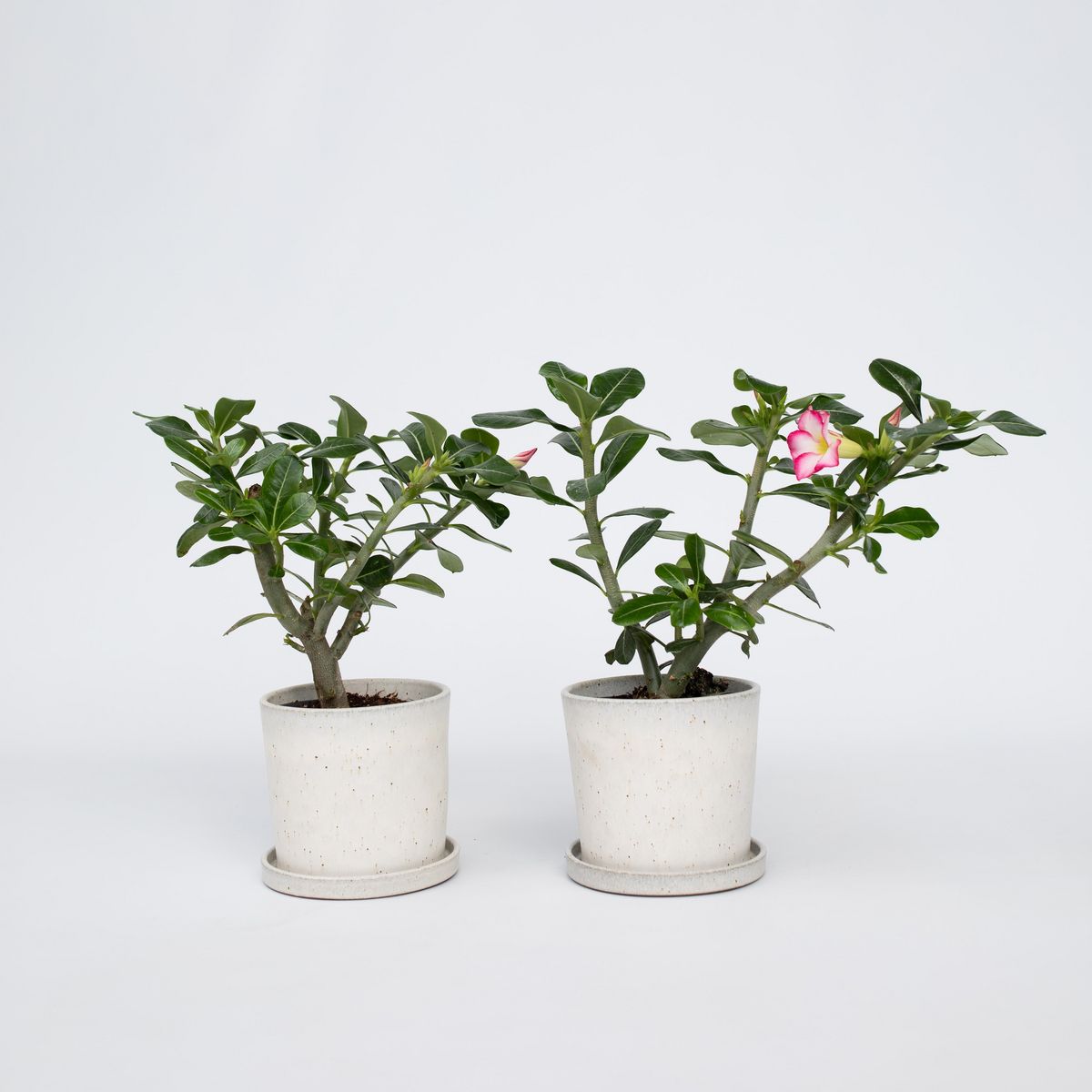 PLANT IN A BOX Rose du désert - Set de 2 - Adenium obesum - Hauteur 30-45cm - ⌀13cm