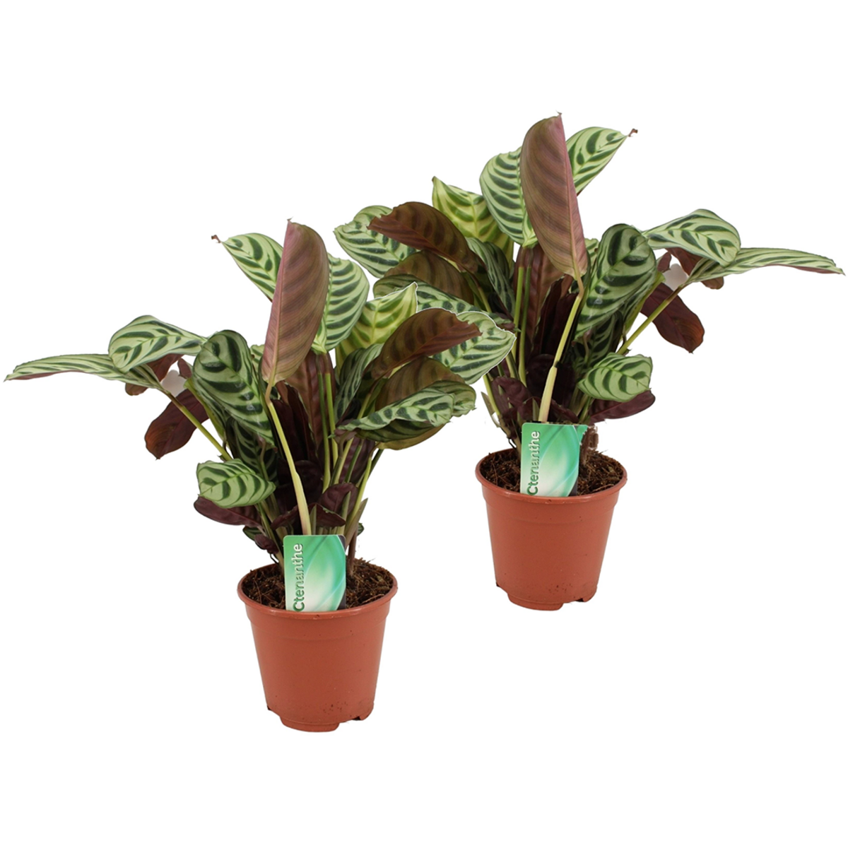 PLANT IN A BOX Plante Dormeuse - Set de 2 - Ctenanthe 'burle-marxii' - Hauteur 30-40cm - ⌀14cm