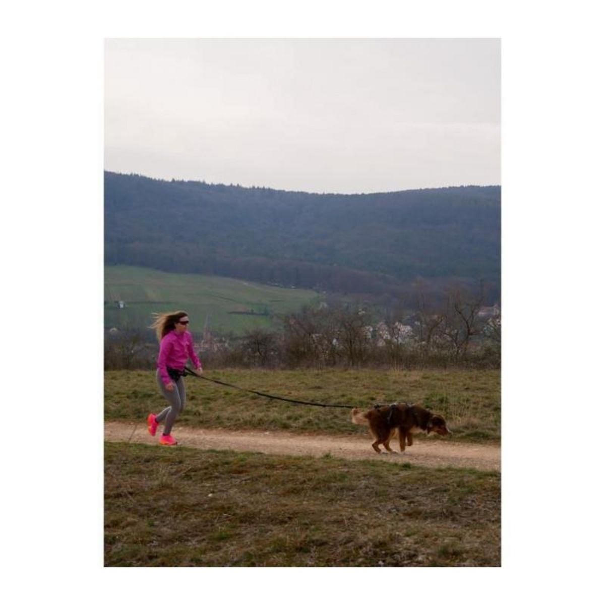 Harnais pour chien - SYMBIOZ - L - Noir / Bleu