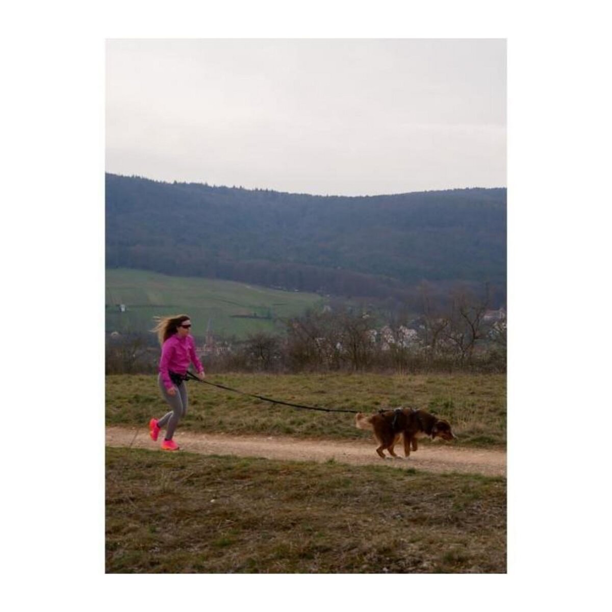 Harnais pour chien - SYMBIOZ - L - Noir / Bleu