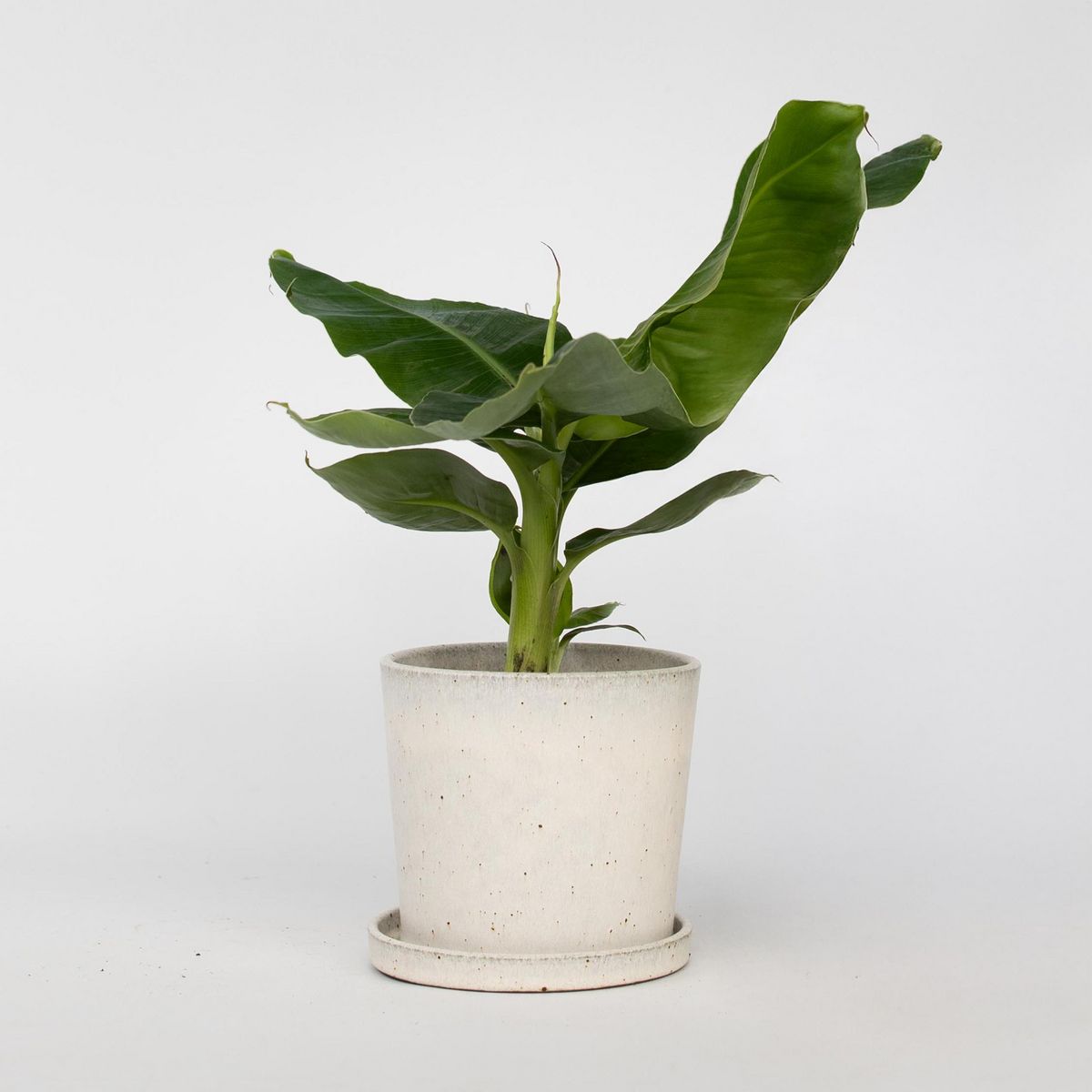 PLANT IN A BOX Bananaier nain - Musa 'Oriental Dwarf' - Hauteur 25-40cm - ⌀12cm