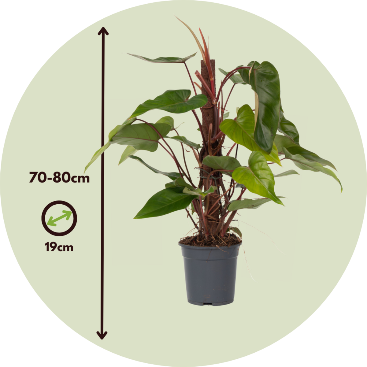 PLANT IN A BOX Plante verte - Philodendron Red Emerald Kratiste - Hauteur 70-80cm - ⌀19cm