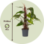 Voir la diapositive 2 : PLANT IN A BOX Plante verte - Philodendron Red Emerald Kratiste - Hauteur 70-80cm - ⌀19cm