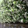 Voir la diapositive 4 : PLANT IN A BOX Jasmin étoilé - Set de 6 - Trachelospermum jasminoides - Hauteur 25-40cm - ⌀9cm