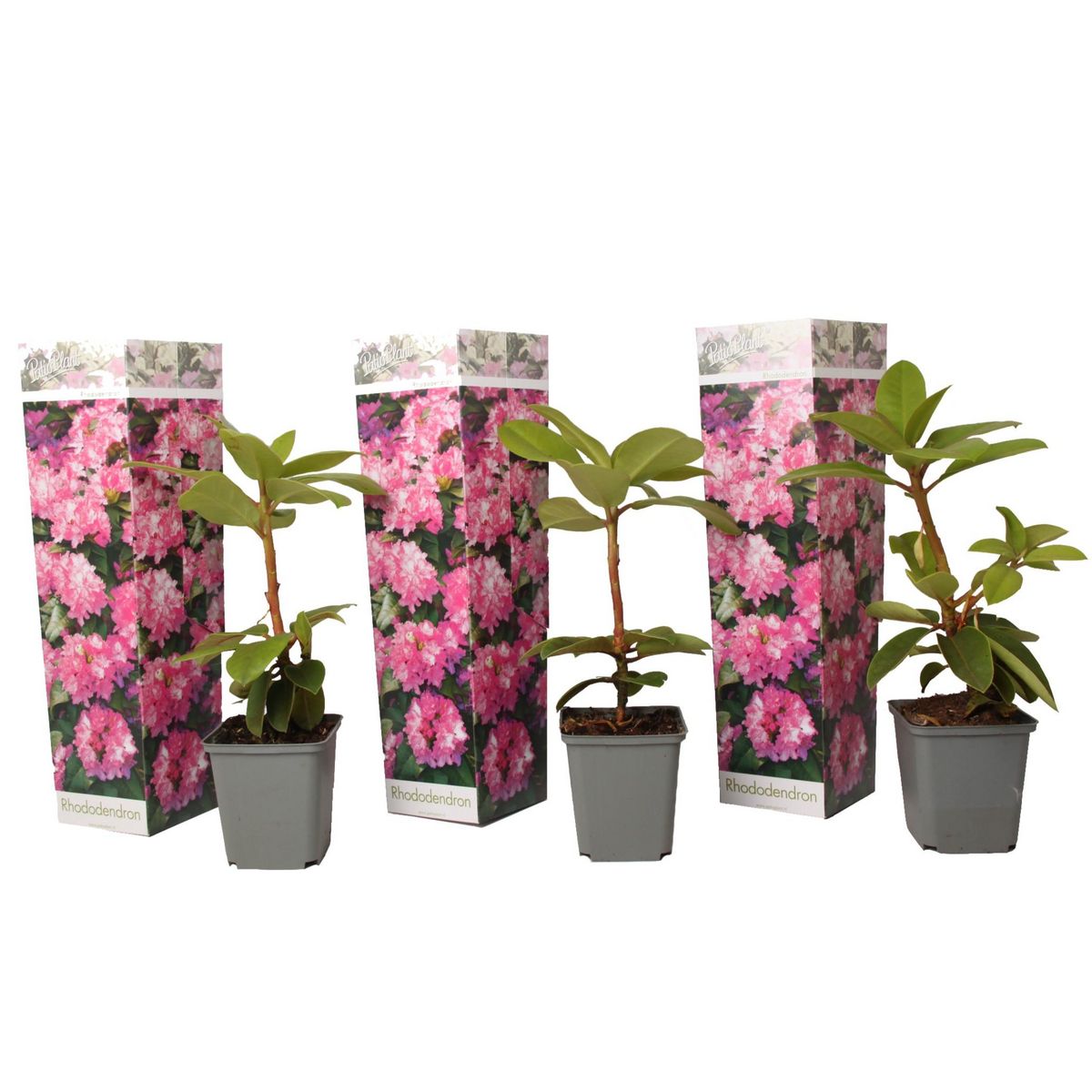 PLANT IN A BOX Buisson à fleurs - Set de 3 - Rhododendron roseum - Hauteur 25-40cm - ⌀9cm