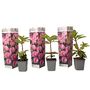Voir la diapositive 1 : PLANT IN A BOX Buisson à fleurs - Set de 3 - Rhododendron roseum - Hauteur 25-40cm - ⌀9cm