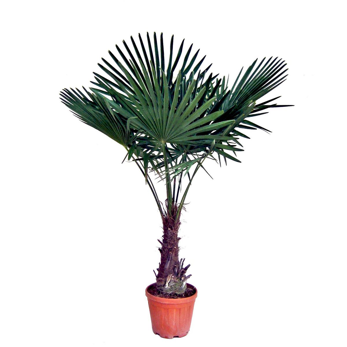 Palmier de Chine - Chamaerops Excelsa - Pot 15L