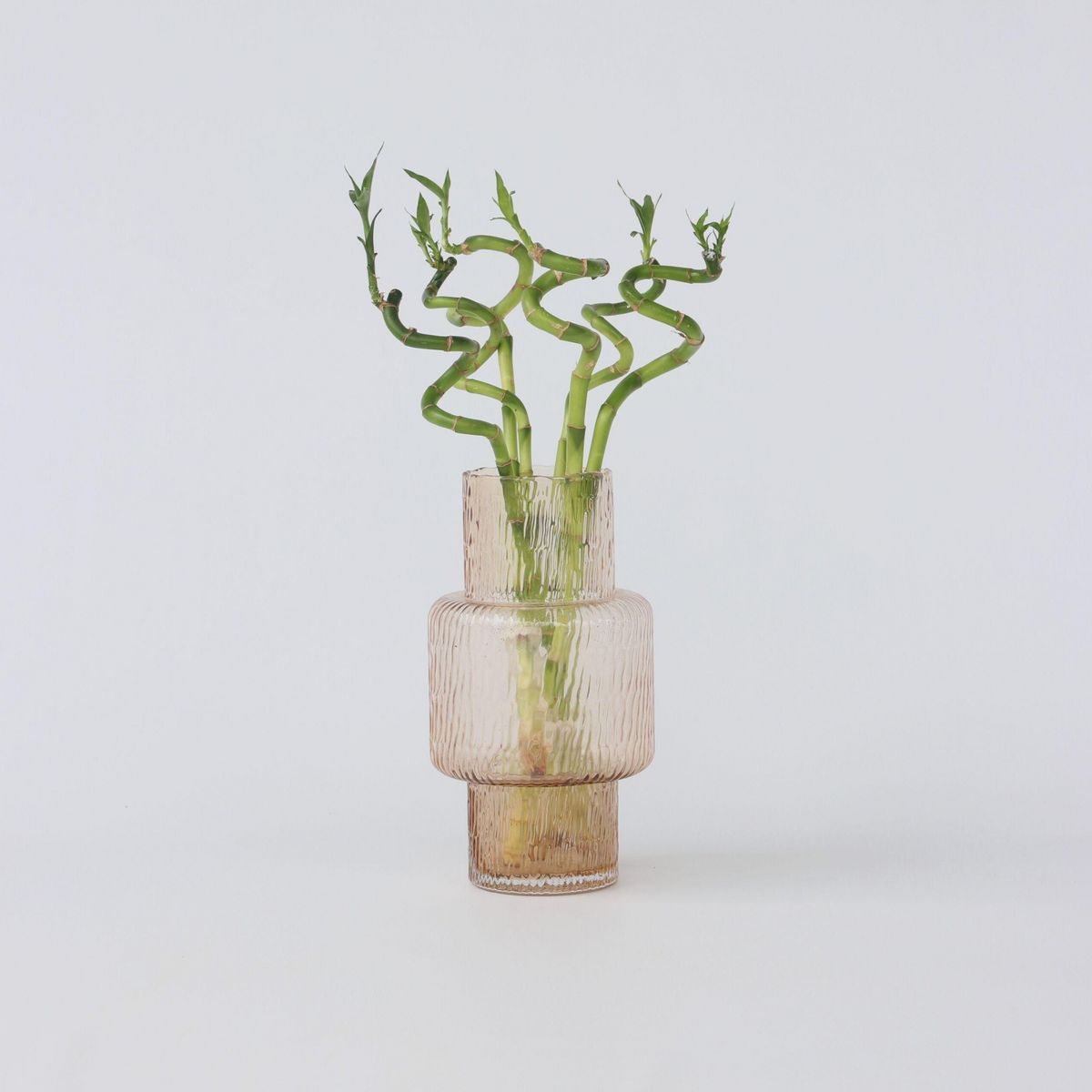 PLANT IN A BOX Lucky Bamboo - Set de 6 - Dracaena sanderiana - Hauteur 40-50cm - ⌀2cm