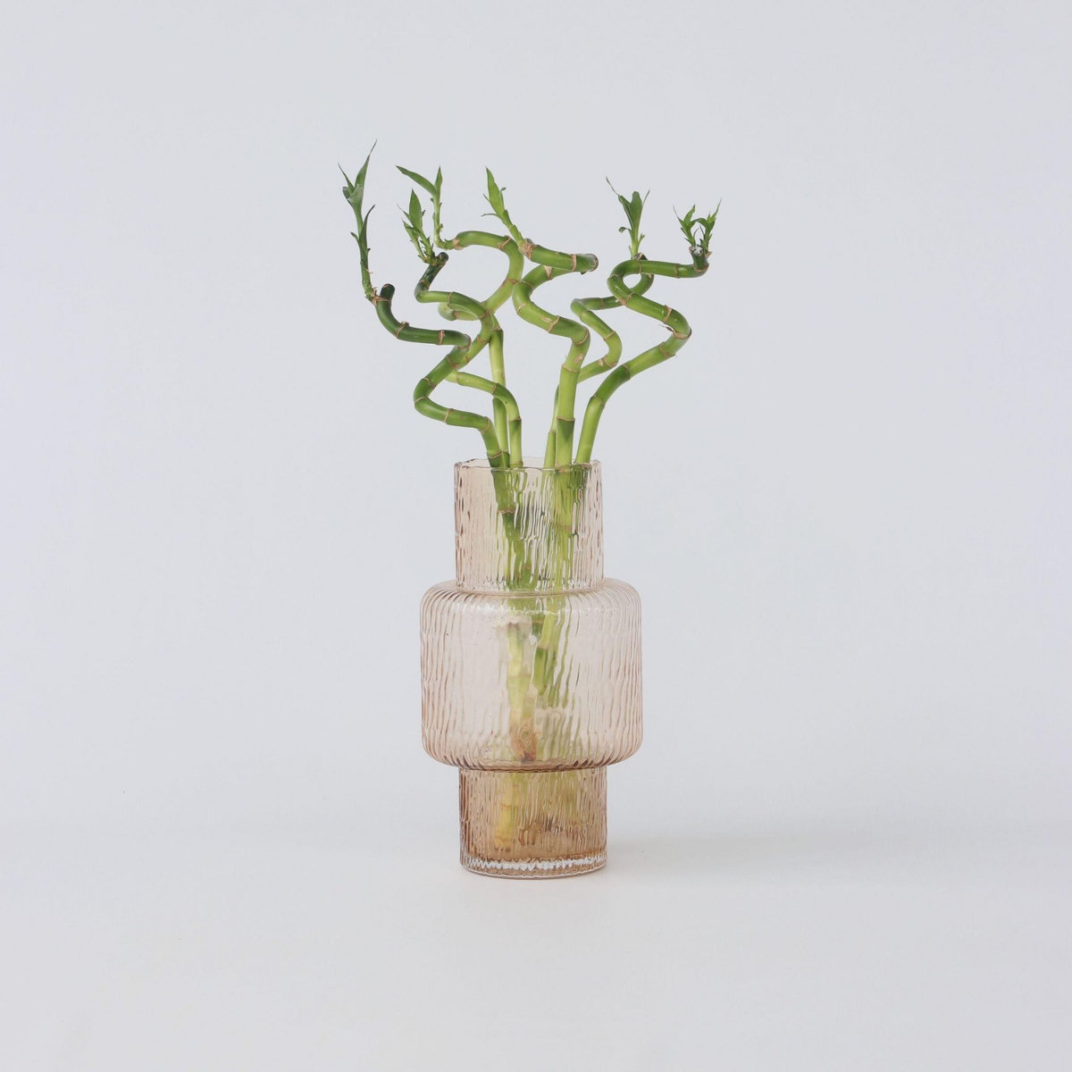 PLANT IN A BOX Lucky Bamboo - Set de 6 - Dracaena sanderiana - Hauteur 40-50cm - ⌀2cm