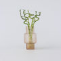 Voir la diapositive 6 : PLANT IN A BOX Lucky Bamboo - Set de 6 - Dracaena sanderiana - Hauteur 40-50cm - ⌀2cm