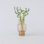 Voir la diapositive 6 : PLANT IN A BOX Lucky Bamboo - Set de 6 - Dracaena sanderiana - Hauteur 40-50cm - ⌀2cm