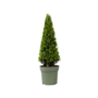 Voir la diapositive 1 : PLANT IN A BOX Houx crenelé - Ilex crenata 'Jenny' - Hauteur 55-65cm - ⌀21cm