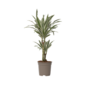 Voir la diapositive 1 : PLANT IN A BOX Dragonnier - Dracaena deremensis 'White Stripe' - Hauteur 60-70cm - ⌀17cm