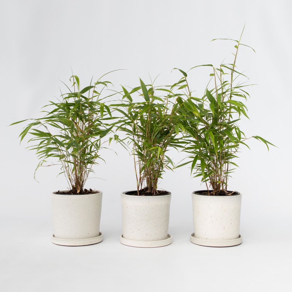 PLANT IN A BOX Bambou Bleu - Set de 3 - Fargesia papyrifera 'Grex' - Hauteur 30-40cm - ⌀13cm