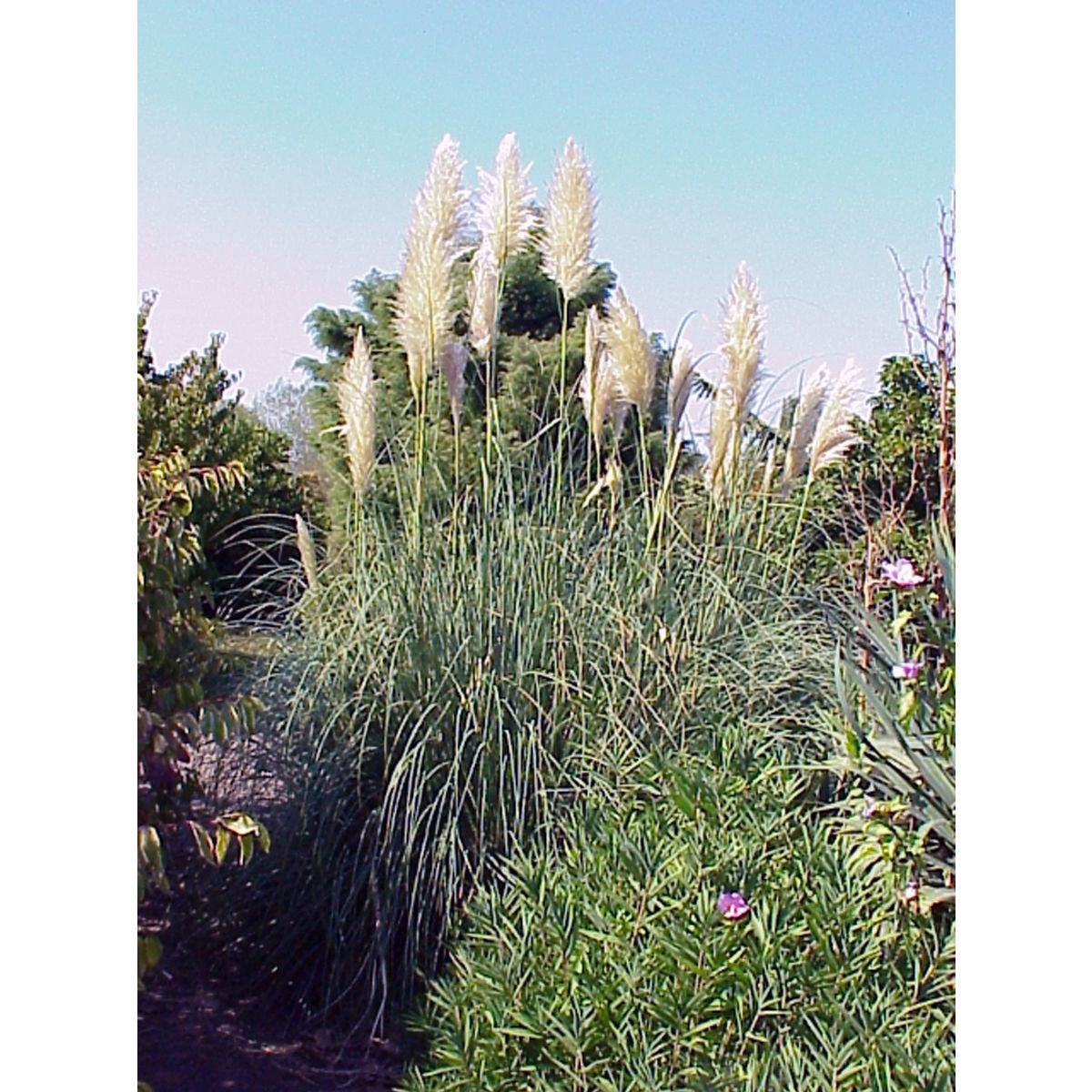 Herbe de la pampa blanche