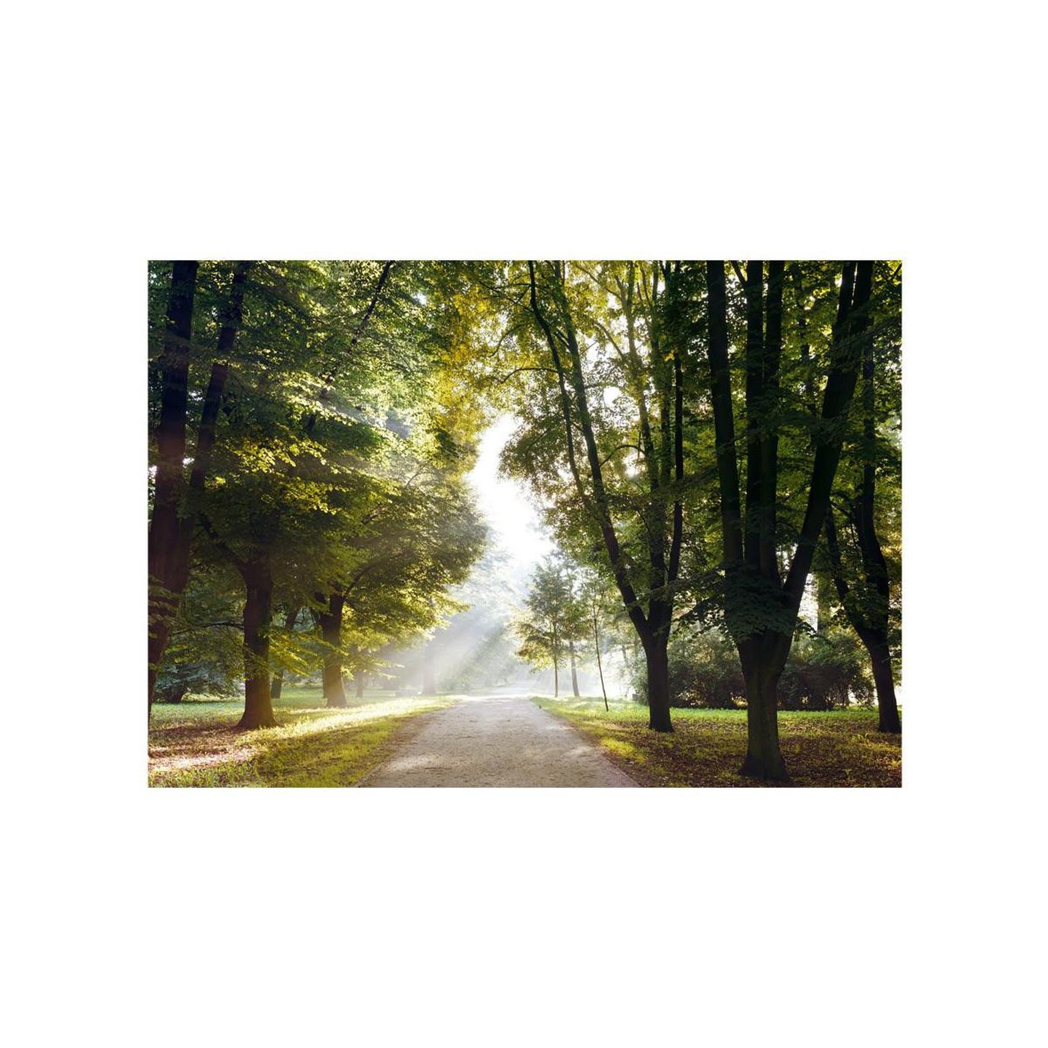 Voir la diapositive 2 : Paris Prix Papier peint  promenade matinale