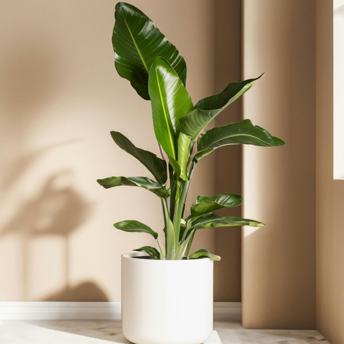 PLANT IN A BOX Oiseau de paradis - Set de 3 - Strelitzia reginea - Hauteur 25-40cm - ⌀9cm