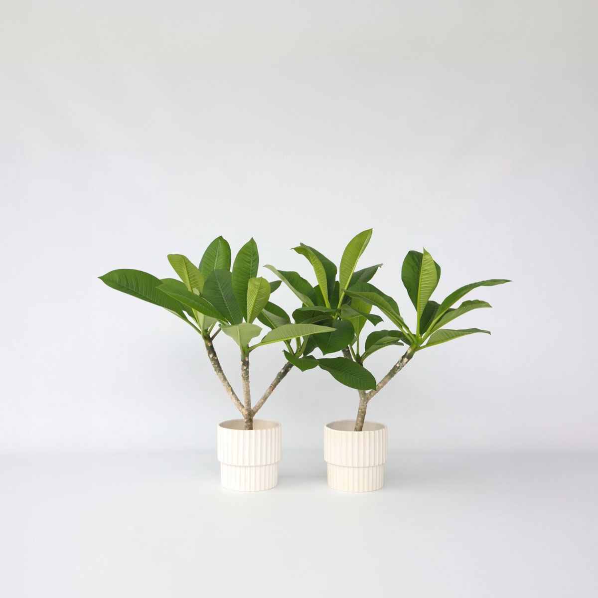 PLANT IN A BOX Frangipanier - Set de 2 - Plumeria rubra 'Hawaii' - Hauteur 45-55cm - ⌀17cm