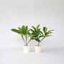 Voir la diapositive 5 : PLANT IN A BOX Frangipanier - Set de 2 - Plumeria rubra 'Hawaii' - Hauteur 45-55cm - ⌀17cm