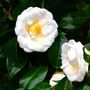 Voir la diapositive 3 : PLANT IN A BOX Camélia - Camellia japonica 'Brush Field' - Hauteur 50-60cm - ⌀15cm