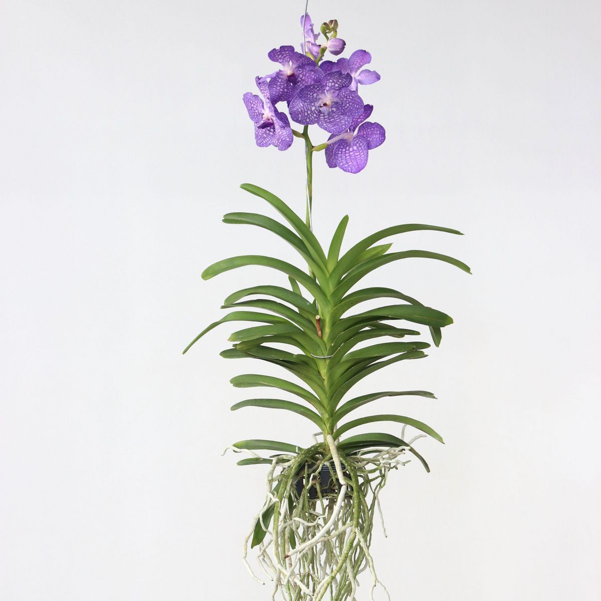 PLANT IN A BOX Orchidée - Vanda 'Magic Royal Blue' - Hauteur 55-65cm