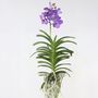 Voir la diapositive 5 : PLANT IN A BOX Orchidée - Vanda 'Magic Royal Blue' - Hauteur 55-65cm
