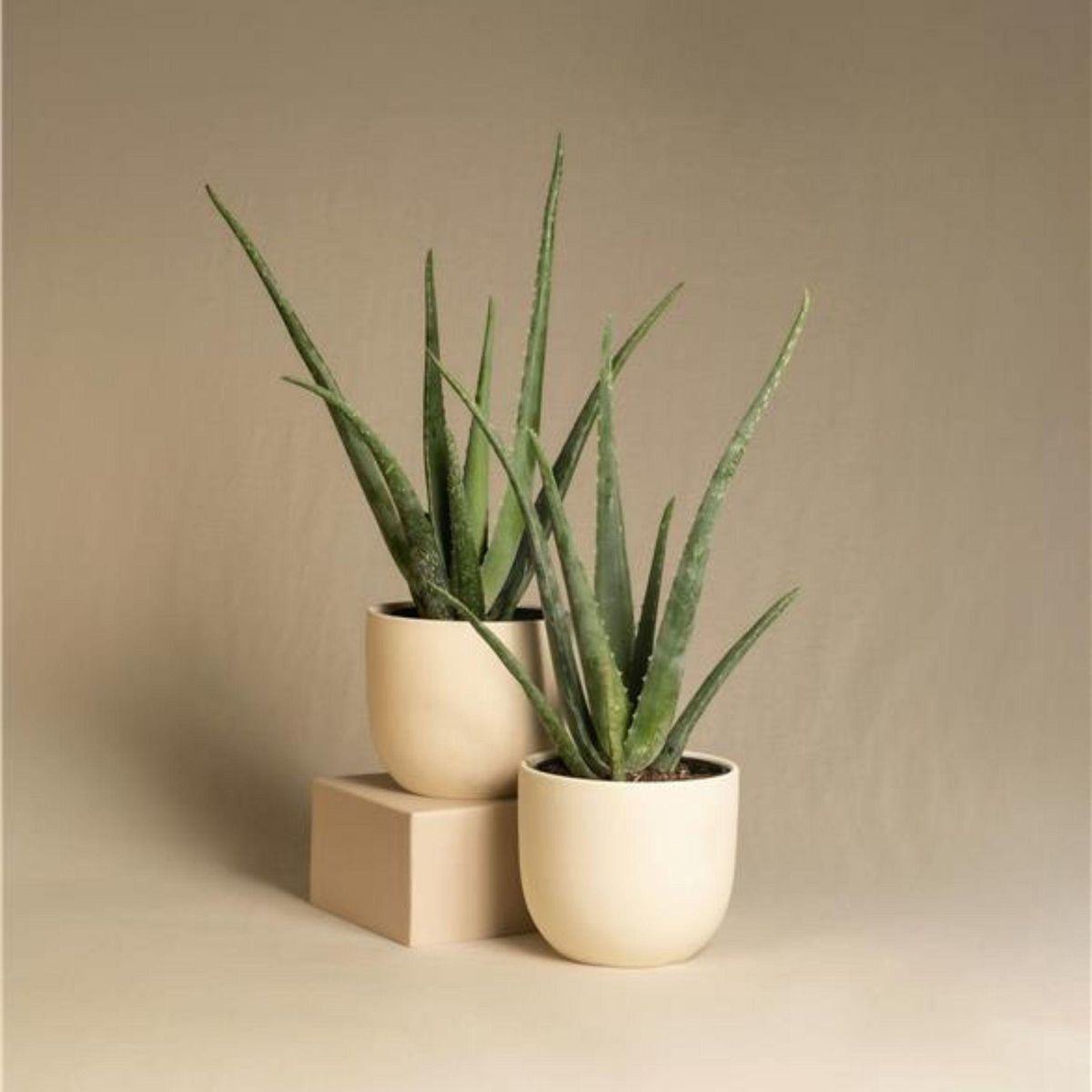 PLANT IN A BOX Aloe vera - Aloe barbadensis - Hauteur 25-40cm - ⌀10,5cm