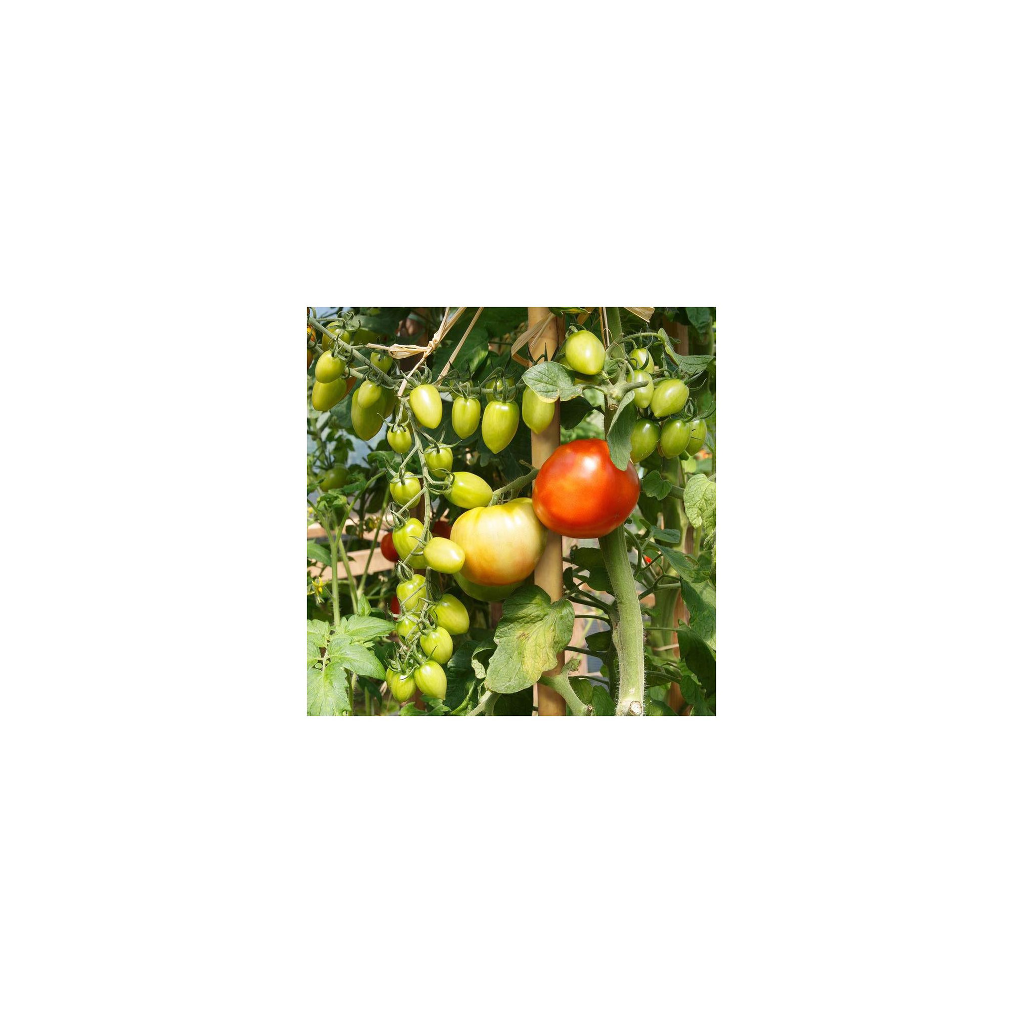 Voir la diapositive 2 : Lot de 10 tuteurs pour plantes et légumes - En bambou - Hauteur : 90 cm