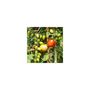 Voir la diapositive 2 : Lot de 10 tuteurs pour plantes et légumes - En bambou - Hauteur : 90 cm