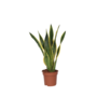 Voir la diapositive 1 : PLANT IN A BOX Langue de belle-mère - Sansevieria trifasciata Laurentii - H60-70cm - ⌀17cm