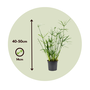 Voir la diapositive 2 : PLANT IN A BOX Papyrus - Set de 2 - Cyperus alternifolius - Hauteur 40-50cm - ⌀14cm