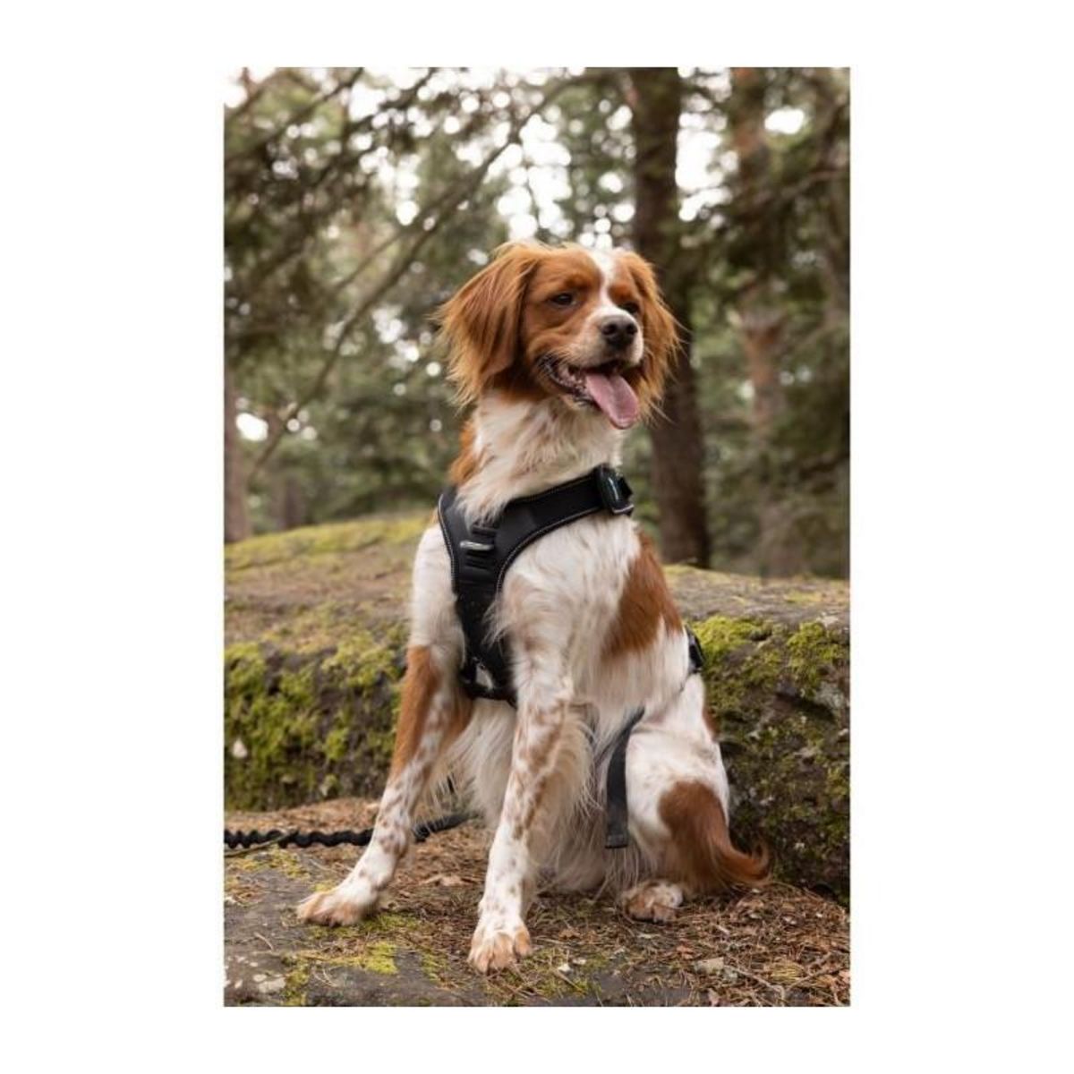 Harnais pour chien - SYMBIOZ - XL - Noir / Bleu