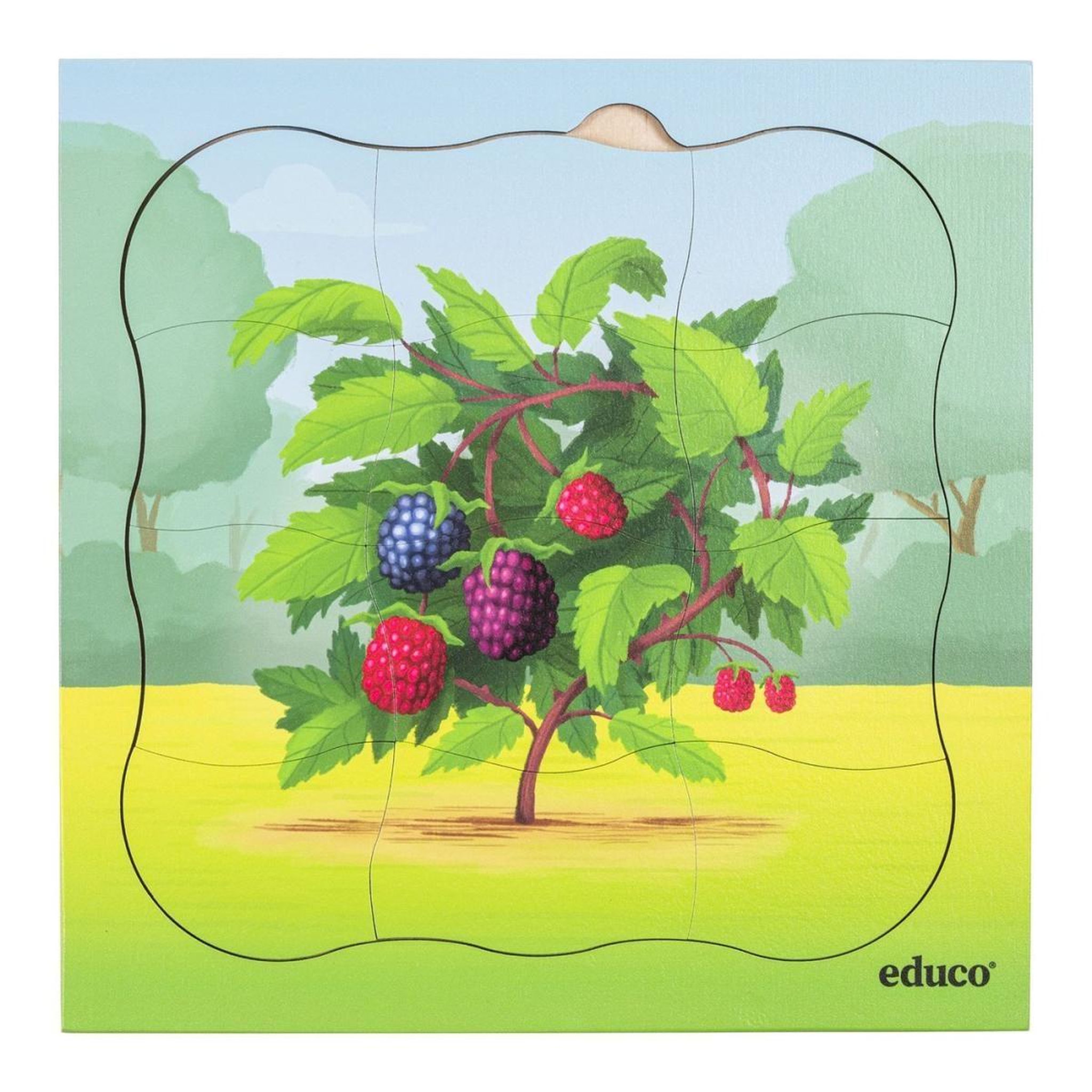 Voir la diapositive 3 : EDUCO Dans la forêt - le mûrier pousse — 31 pièces de puzzle