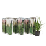 PLANT IN A BOX Herbe de la Pampa - Set de 6 - Cortaderia selloana - Hauteur 25-40cm - ⌀9cm