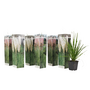 Voir la diapositive 1 : PLANT IN A BOX Herbe de la Pampa - Set de 6 - Cortaderia selloana - Hauteur 25-40cm - ⌀9cm