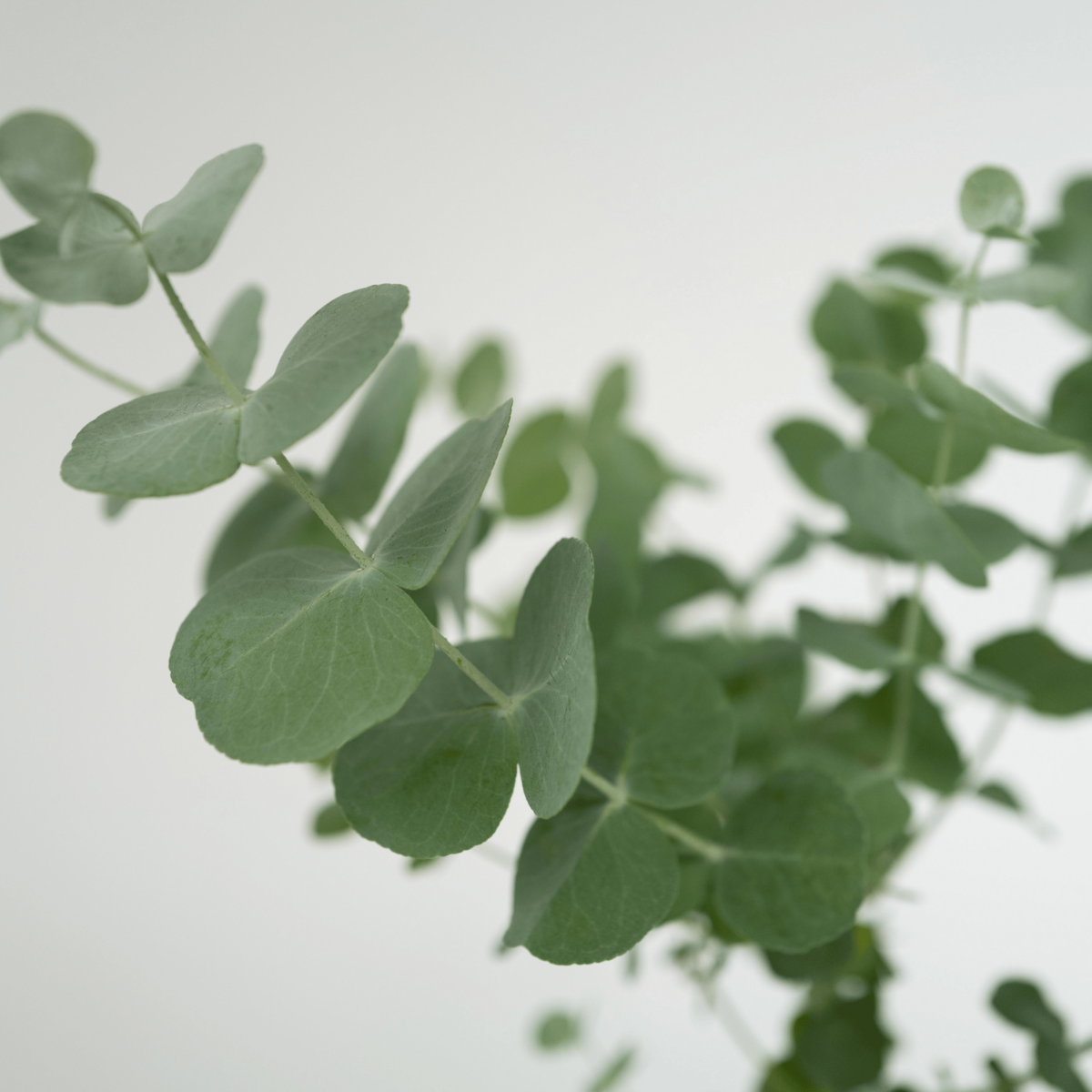 PLANT IN A BOX Gommier - Set de 4 - Eucalyptus 'Pulverulenta' - Hauteur 25-40cm - ⌀12cm