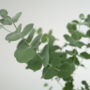 Voir la diapositive 3 : PLANT IN A BOX Gommier - Set de 4 - Eucalyptus 'Pulverulenta' - Hauteur 25-40cm - ⌀12cm
