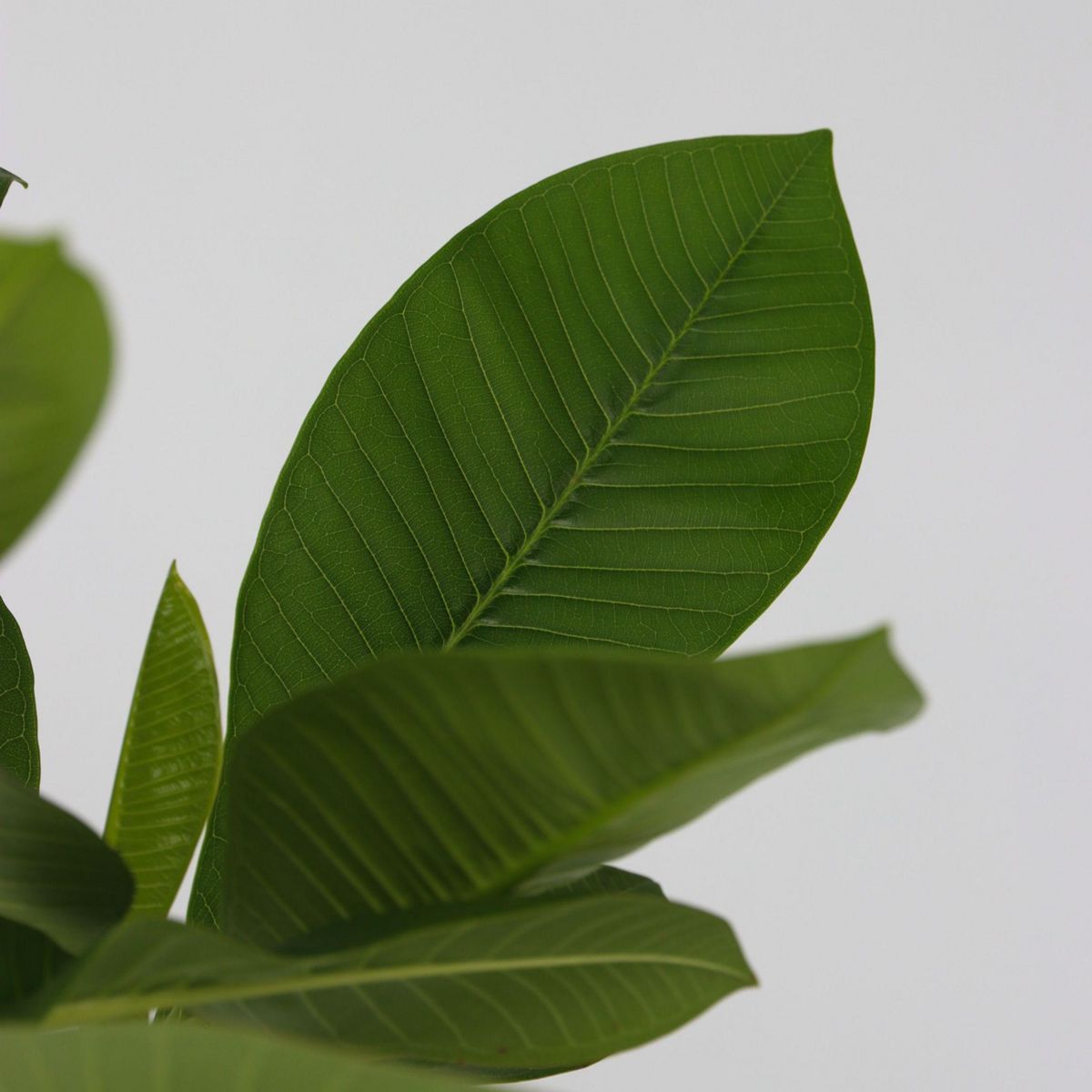PLANT IN A BOX Frangipanier + engrais végétal - Plumeria rubra 'Hawaii' - H45-55cm - ⌀17cm