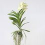 Voir la diapositive 6 : PLANT IN A BOX Orchidée - Vanda 'Tayanee White' - Hauteur 45-55cm