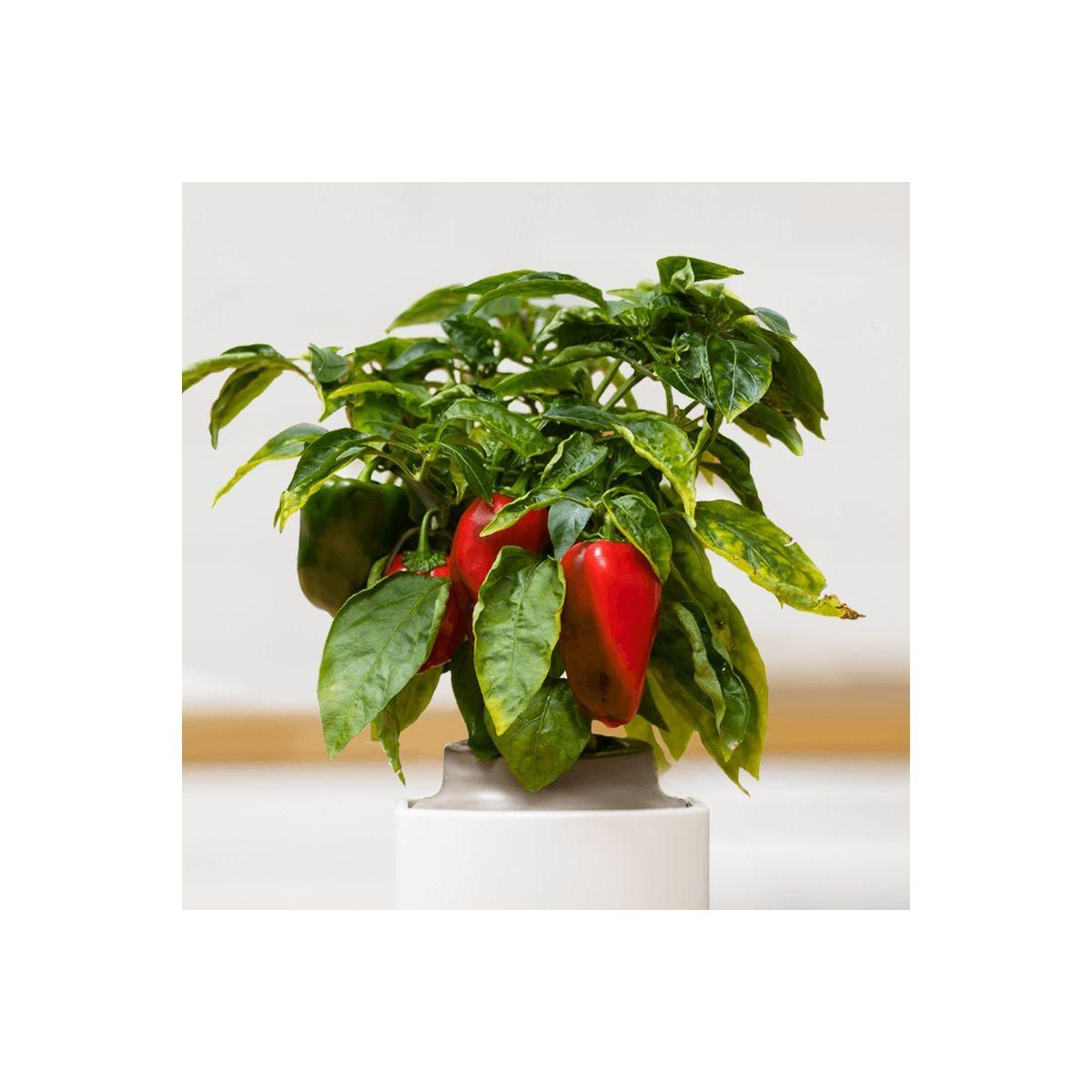 PrÃªt Ã  pousser Recharge jardin d'intérieur MINI-POIVRONS