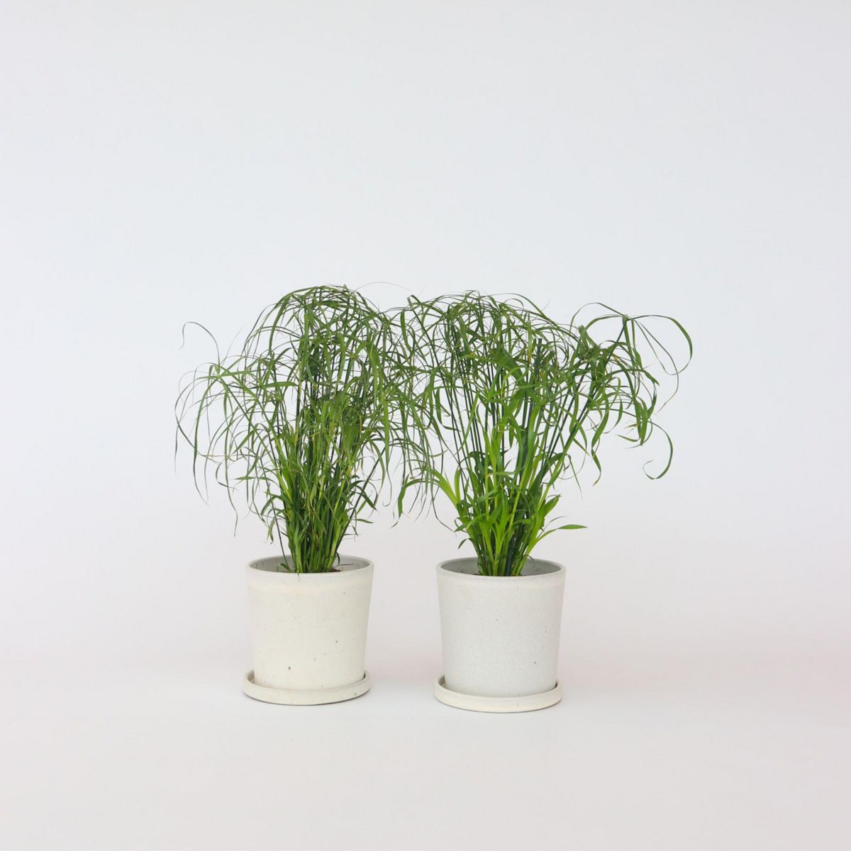 PLANT IN A BOX Papyrus - Set de 4 - Cyperus alternifolius - Hauteur 40-50cm - ⌀14cm
