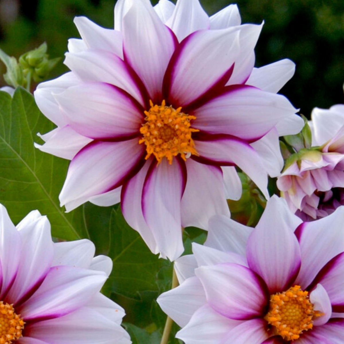 PLANT IN A BOX Dahlias - Set de 4 - Dahlia 'Salmon Love' - Bulbes à fleurs - Rose