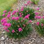 Voir la diapositive 4 : PLANT IN A BOX Oeillet des sables - Set de 6 - Armeria maritima 'Deep Rose' - H20-30cm - ⌀12cm