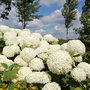 Voir la diapositive 4 : PLANT IN A BOX Hortensia - Set de 2 - Hydrangea 'Strong Annabelle' - Hauteur 30-40cm - ⌀19cm