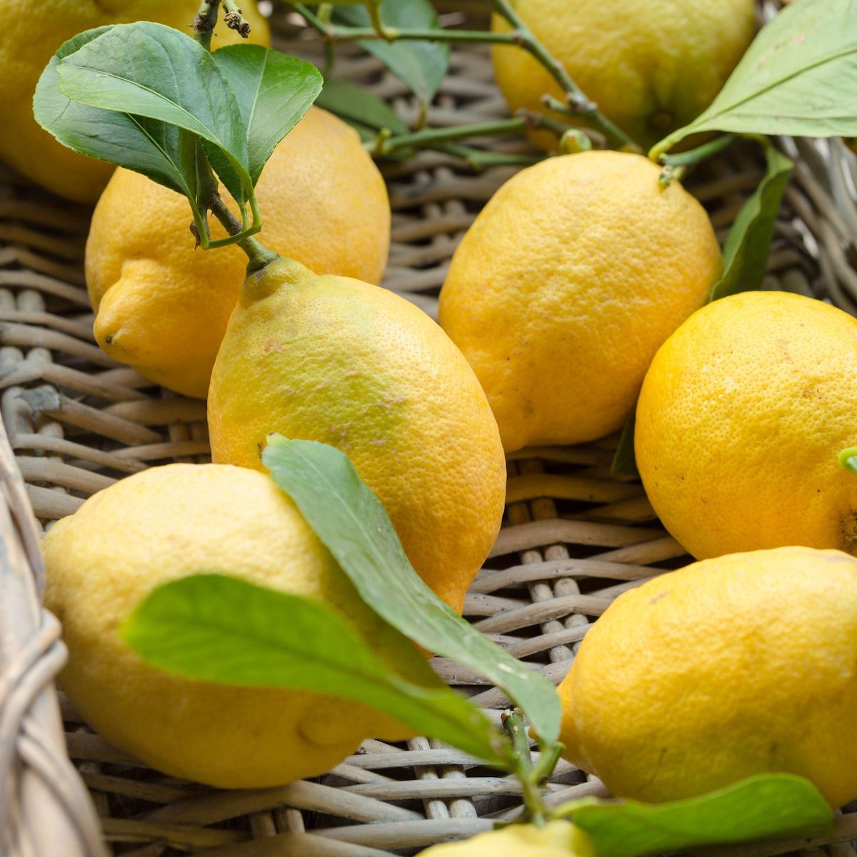 PLANT IN A BOX Citronnier - Lot de 3 - Citrus limon - Hauteur 25-40cm - ⌀9cm