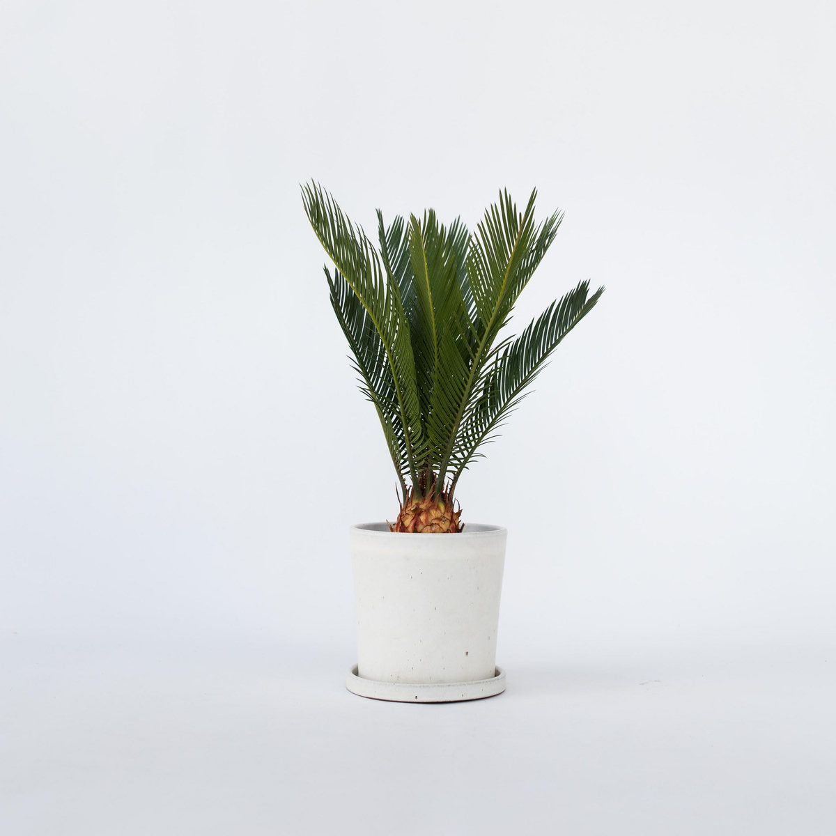 PLANT IN A BOX Sagou du Japon - Cycas revoluta - Hauteur 45-60cm - ⌀15cm
