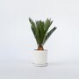 Voir la diapositive 6 : PLANT IN A BOX Sagou du Japon - Cycas revoluta - Hauteur 45-60cm - ⌀15cm