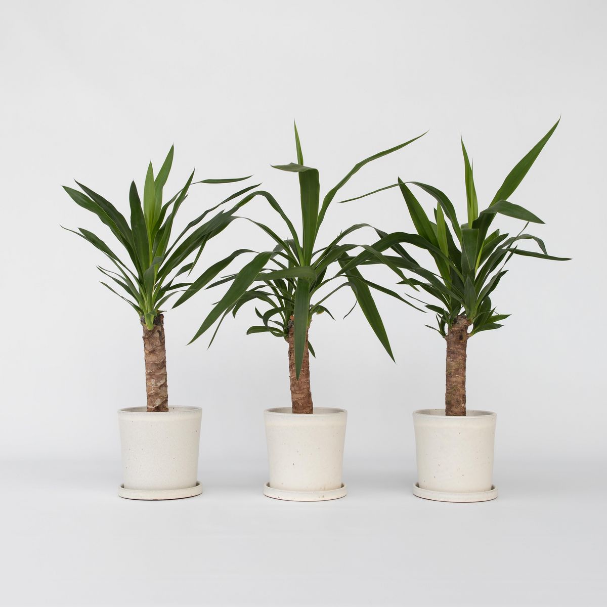 PLANT IN A BOX Pied d'éléphant - Set de 3 - Yucca elephantipes - Hauteur 50-60cm - ⌀14cm